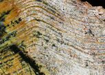 Strelley Pool Stromatolite - Oldest Known Life ( Billion Years) #22481-2